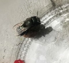 Osmia lignaria propinqua