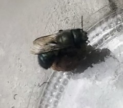 Osmia lignaria propinqua