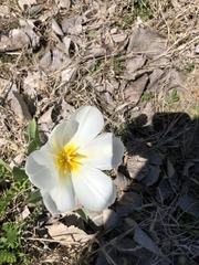 Tulipa