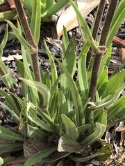 Silene laciniata laciniata