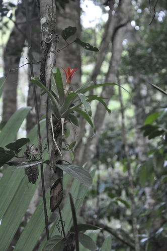 Foto de Bromélia