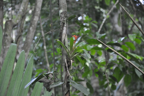 Foto de Bromélia