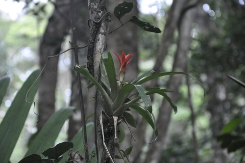 Foto de Bromélia