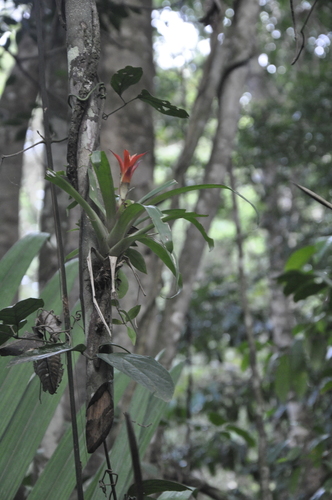 Foto de Bromélia
