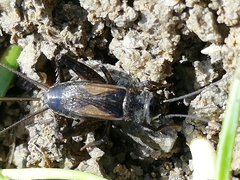 Eumodicogryllus