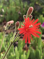 Silene laciniata laciniata