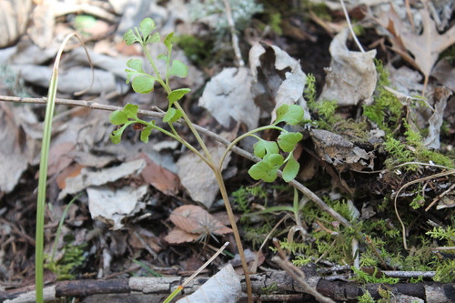 Image of Sceptridium jenmanii by (c) Dominic, some rights reserved (CC BY)