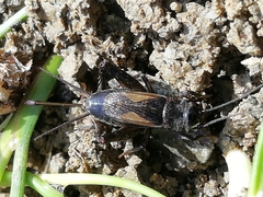 Eumodicogryllus