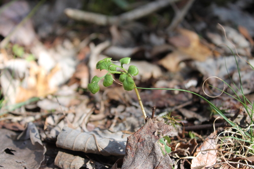 Image of Sceptridium jenmanii by (c) Dominic, some rights reserved (CC BY)