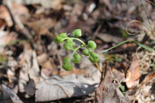 Image of Sceptridium jenmanii by (c) Dominic, some rights reserved (CC BY)