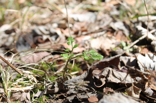 Image of Sceptridium jenmanii by (c) Dominic, some rights reserved (CC BY)