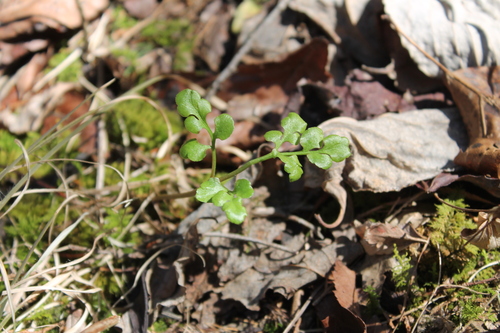 Image of Sceptridium jenmanii by (c) Dominic, some rights reserved (CC BY)