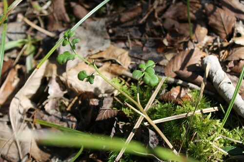 Image of Sceptridium jenmanii by (c) Dominic, some rights reserved (CC BY)