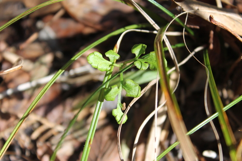 Alabama grapefern (Sceptridium jenmanii)