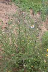 Cymbopappus adenosolen