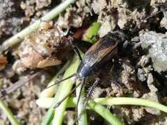 Eumodicogryllus