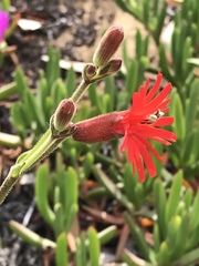 Silene laciniata laciniata