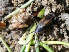 Eumodicogryllus