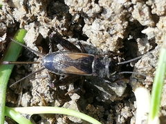 Eumodicogryllus