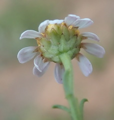 Cymbopappus adenosolen