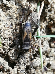 Eumodicogryllus