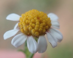 Cymbopappus adenosolen