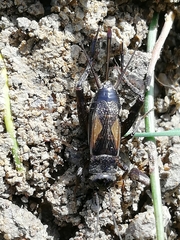 Eumodicogryllus