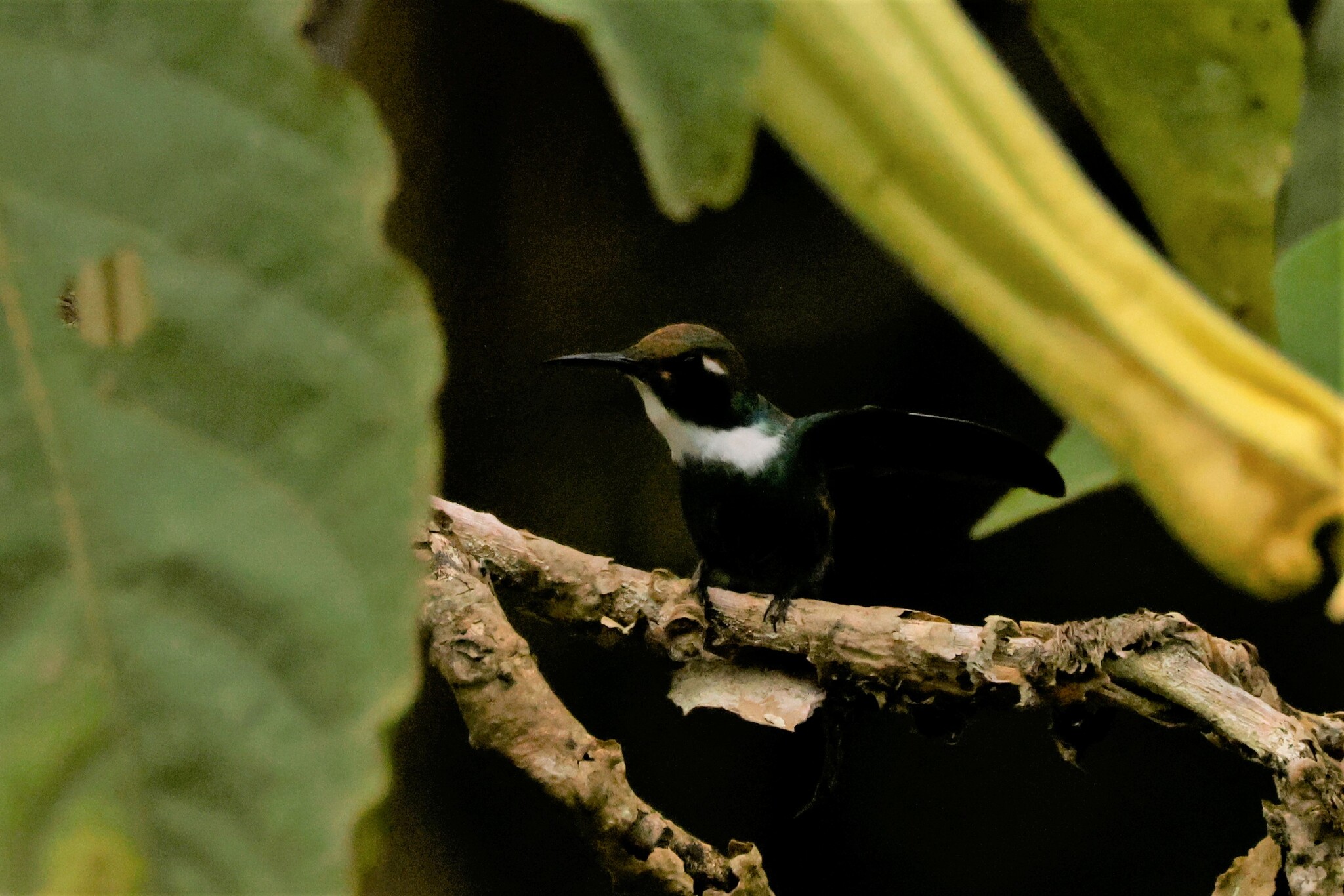 White-throated Daggerbill (Schistes albogularis), photo 3