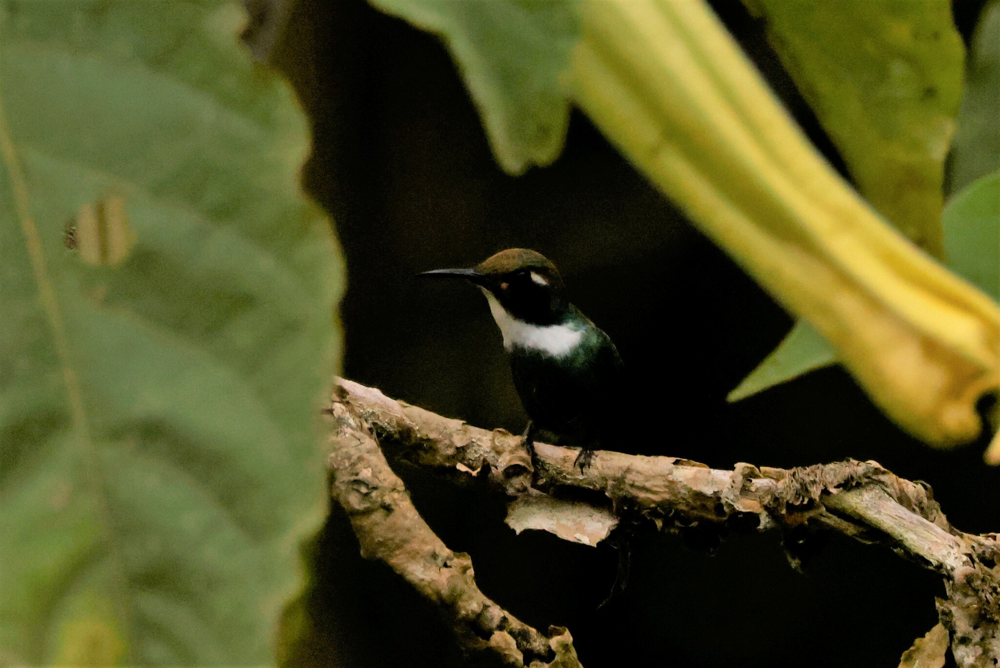 White-throated Daggerbill (Schistes albogularis), photo 4