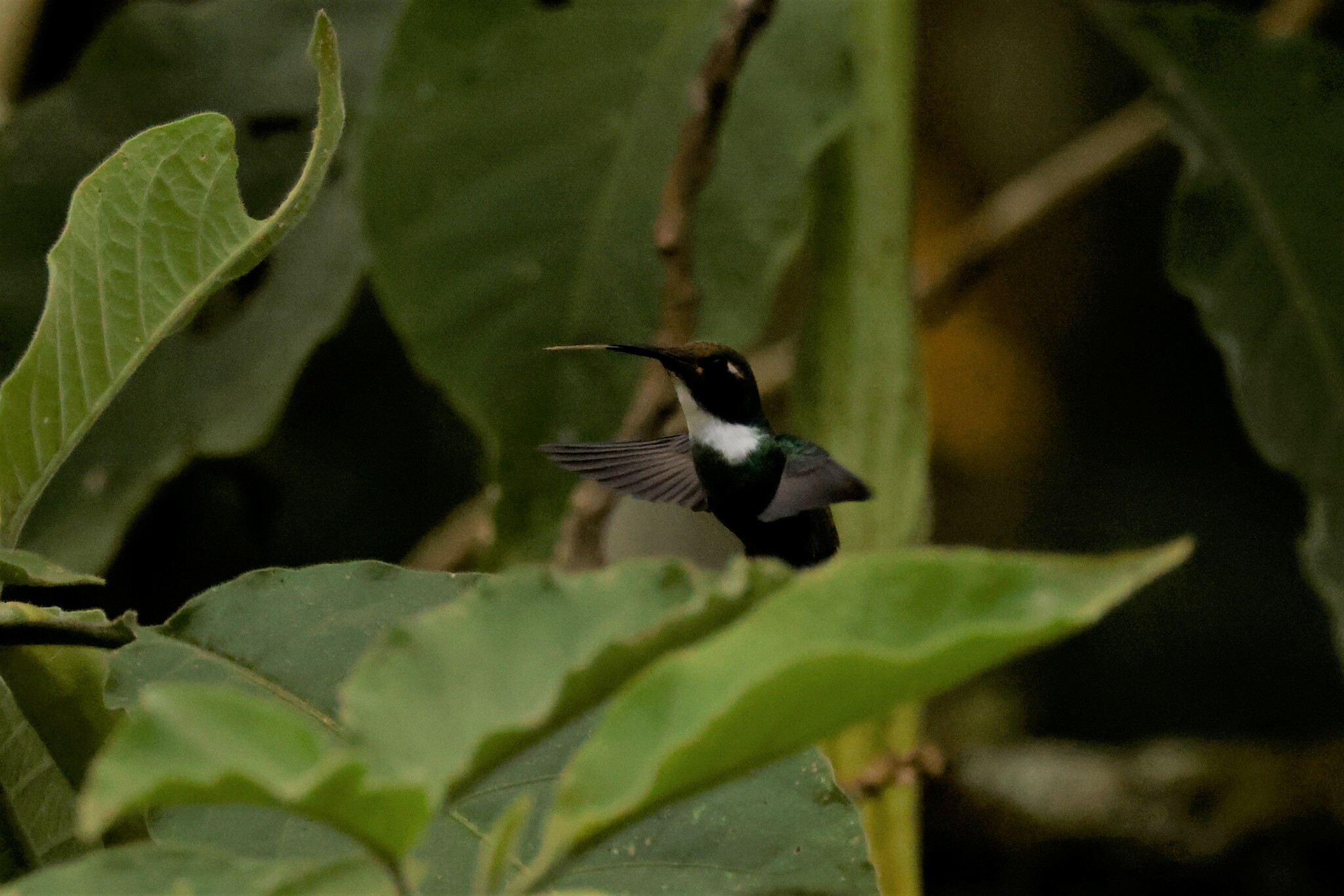 White-throated Daggerbill (Schistes albogularis), photo 5
