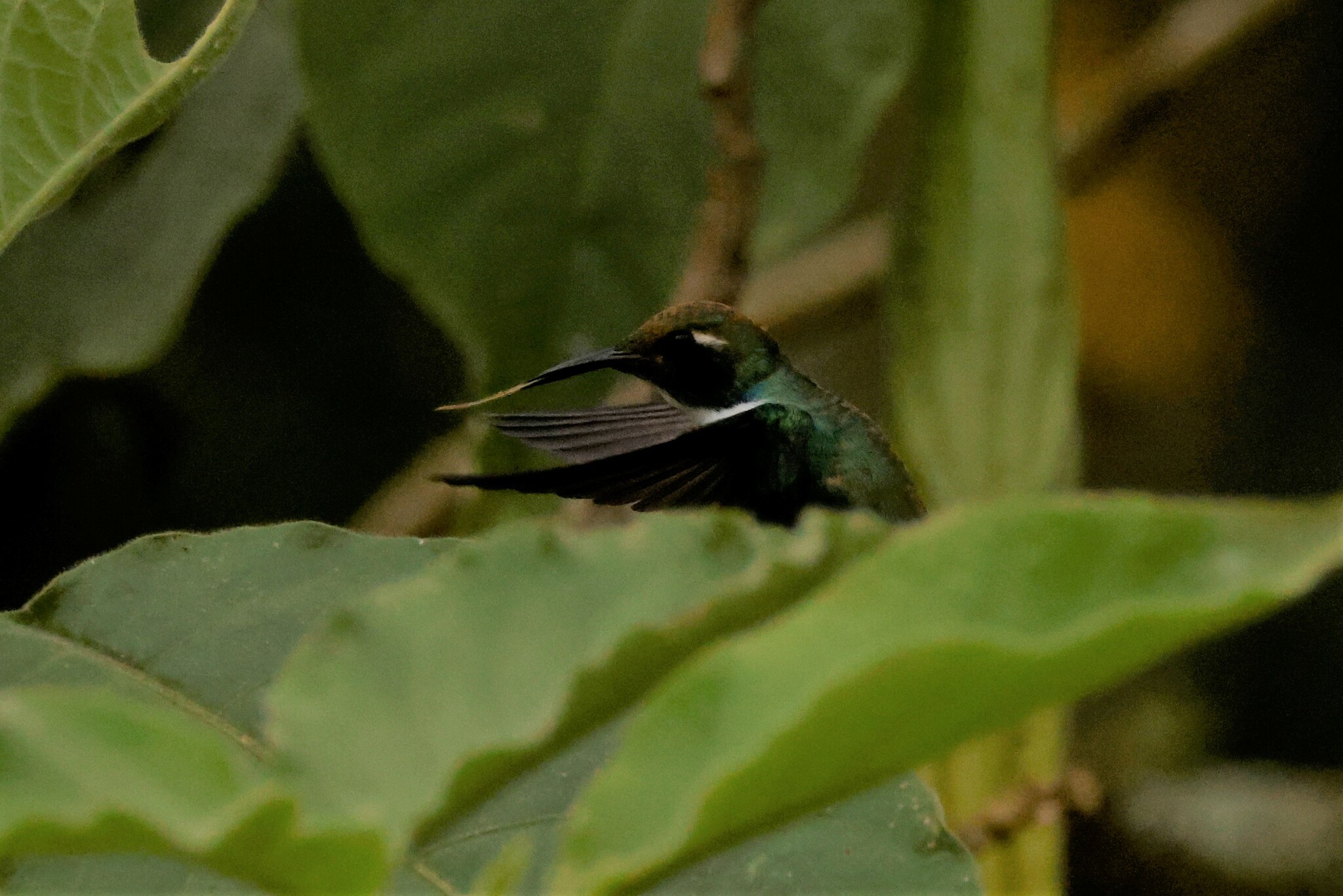 White-throated Daggerbill (Schistes albogularis), photo 6
