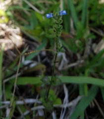 Salvia occidentalis