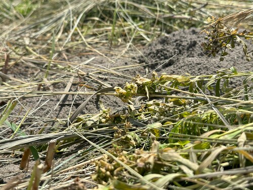 Prairie Skink photographed in North Dakota