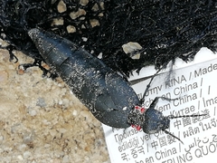 Physomeloe corallifer