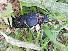 Physomeloe corallifer