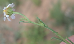 Cymbopappus adenosolen
