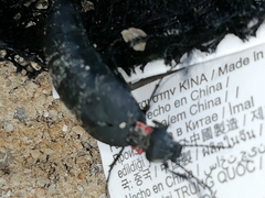 Physomeloe corallifer