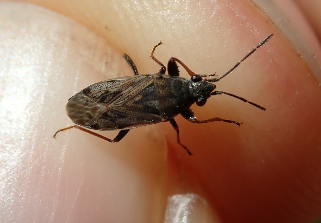 Peritrechus gracilicornis