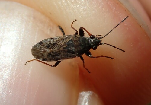 Peritrechus gracilicornis
