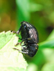 Liparus coronatus