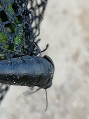 Physomeloe corallifer