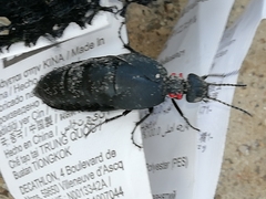 Physomeloe corallifer