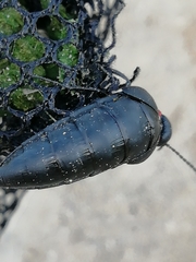 Physomeloe corallifer