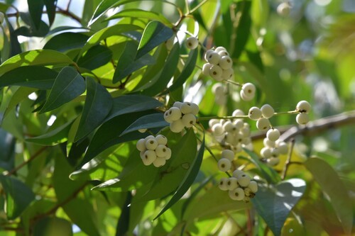 Syzygium antisepticum observed 2024-02-12