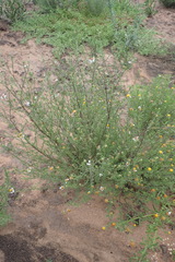 Cymbopappus adenosolen