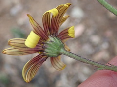 Osteospermum monstrosum