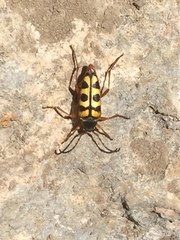 Typocerus sinuatus