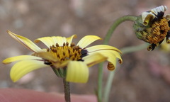 Osteospermum monstrosum