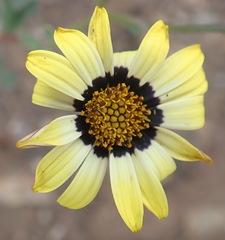 Osteospermum monstrosum