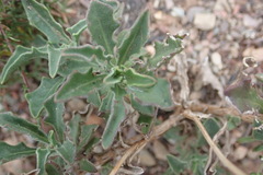 Osteospermum monstrosum